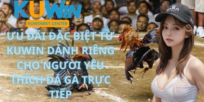 Ưu Đãi Đặc Biệt Từ Kuwin Dành Riêng Cho Người Yêu Thích Đá Gà Trực Tiếp