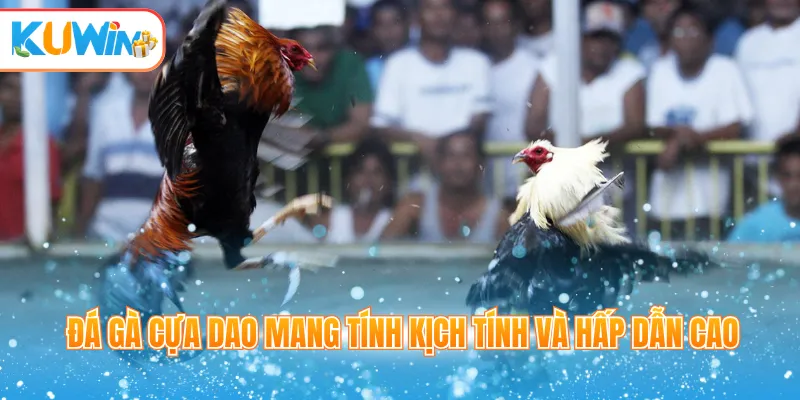 Đá gà cựa dao mang tính kịch tính và hấp dẫn cao