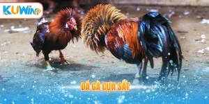 đá gà cựa sắt