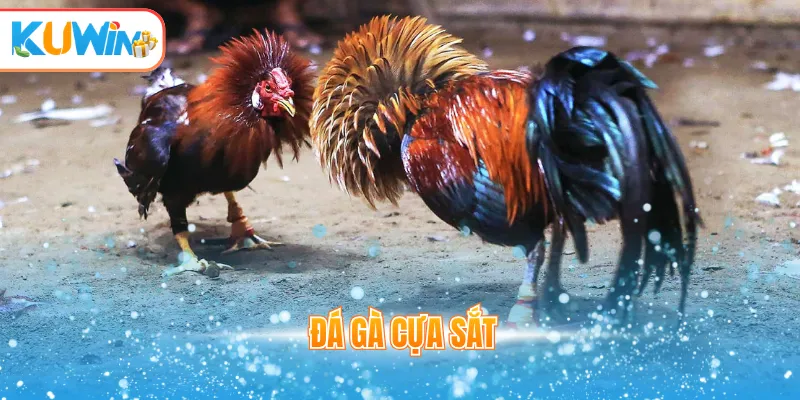 đá gà cựa sắt
