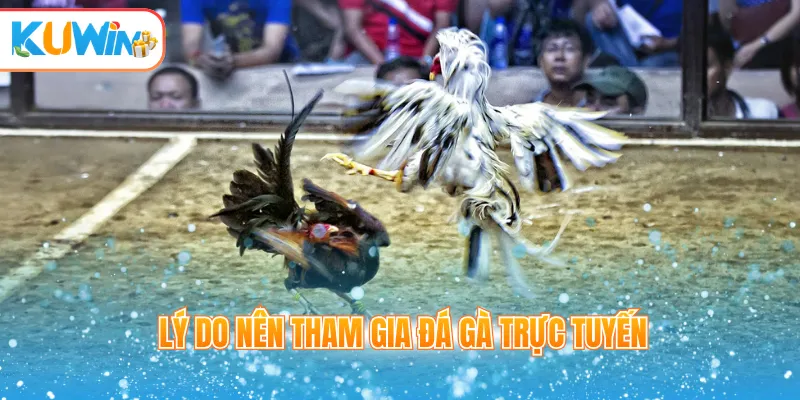 Lý do nên tham gia đá gà trực tuyến