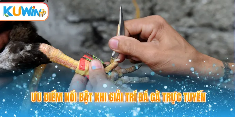 Ưu điểm nổi bật khi giải trí đá gà trực tuyến